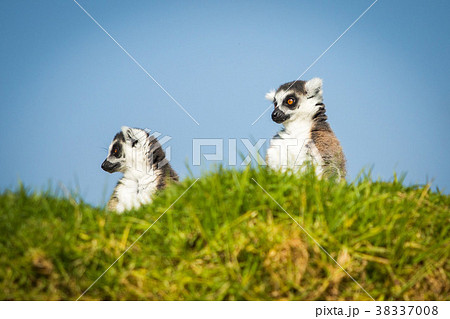 Two funny lemurs 38337008