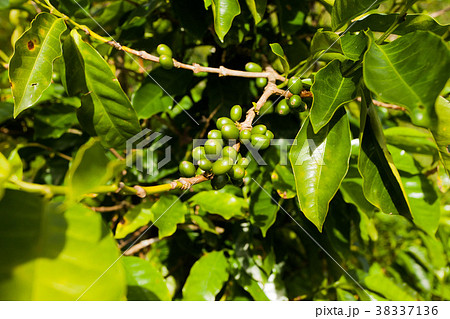 jamaica coffee blue mountains green 38337136
