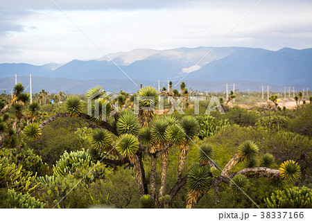 Dry Desert at daylight with cactuses 38337166
