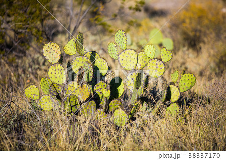 Dry Desert at daylight with cactuses 38337170