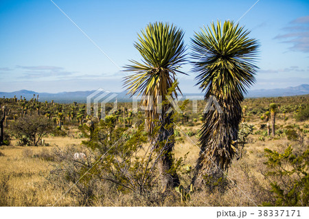 Dry Desert at daylight with cactuses 38337171