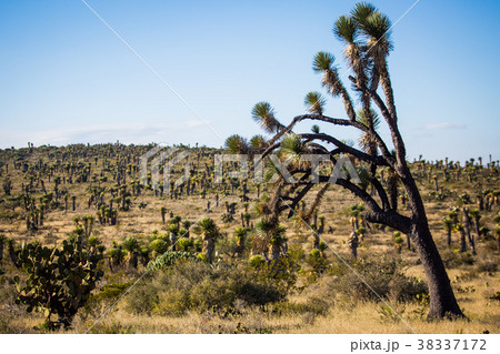 Dry Desert at daylight with cactuses 38337172