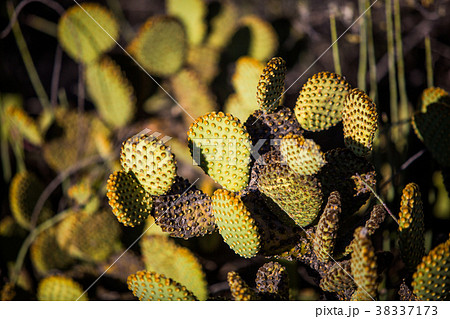 Dry Desert at daylight with cactuses 38337173
