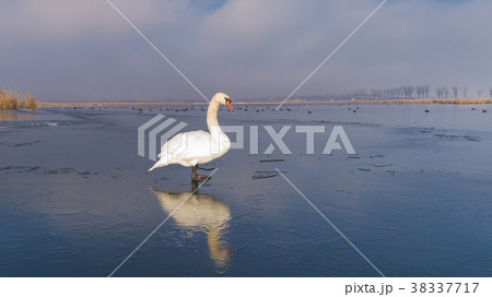 white swan in winter white swan in winter 38337717