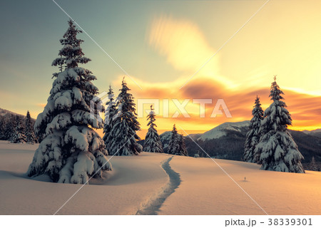 Dramatic wintry scene with snowy trees. Dramatic wintry scene with snowy trees. 38339301