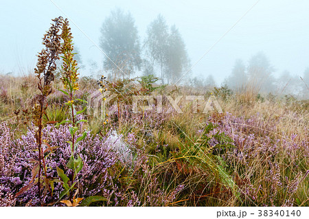 Misty morning dew on mountain meadow Misty morning dew on mountain meadow 38340140