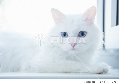 White cat on the windowsill White cat on the windowsill 38340179