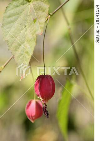 ウキツリボク 38341184