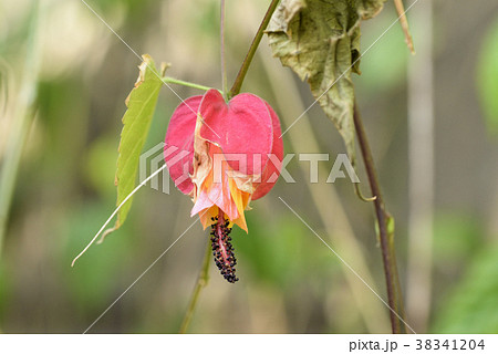 ウキツリボク 38341204