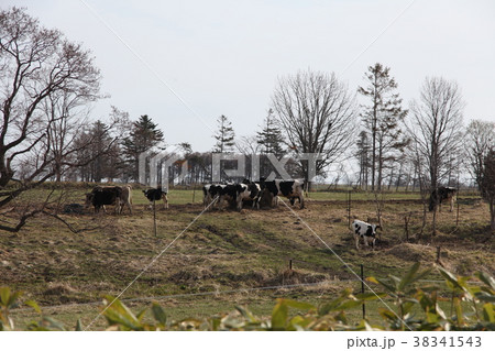 牧場_紋別市 38341543