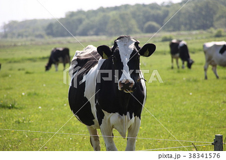 牧場_紋別市 38341576