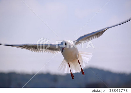 ユリカモメ 38341778