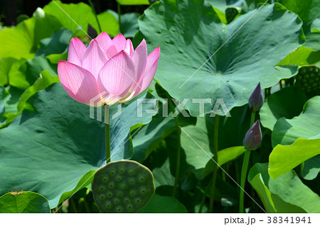 鹿央古代の森 古代ハス園のハスの花の写真素材