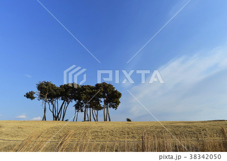 松 木 風景 38342050