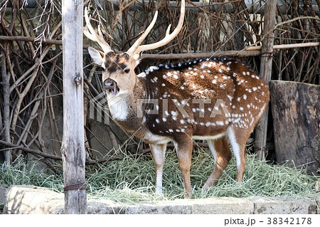 アクシスジカ 38342178