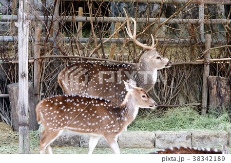 アクシスジカ 38342189