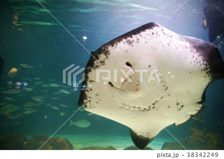 水族館の人気者 水族館の人気者 38342249