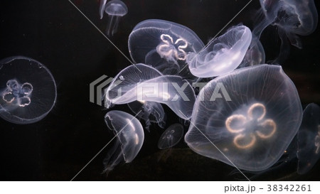 水族館の人気者 38342261