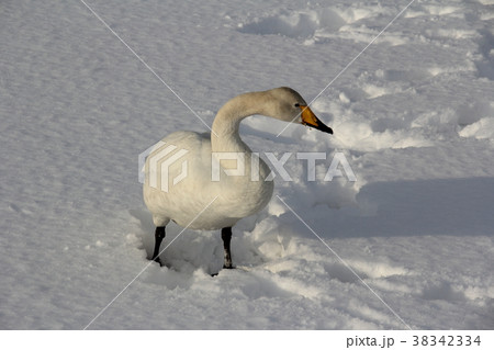 ハクチョウ　飛来地　雪景色 38342334