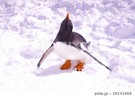ペンギンのお散歩 38342668