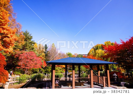 晩秋の中島公園 38342781