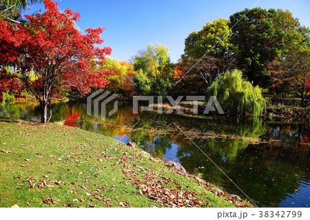 晩秋の中島公園 38342799