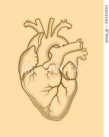 Heart. The internal human organ, anatomical 38343001