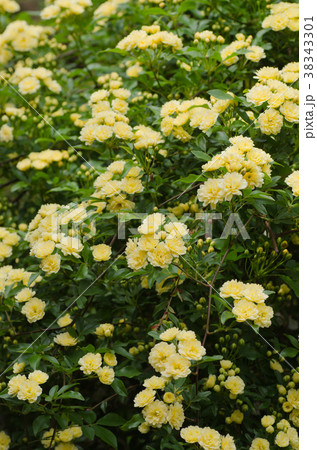 木香薔薇 モッコウバラ (学名:Rosa banksiae) 木香薔薇 モッコウバラ (学名:Rosa banksiae) 38343301