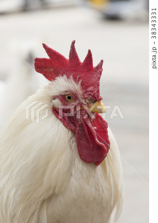 白い鶏 38343331