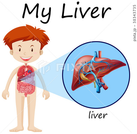 Boy and liver on diagram 38343735
