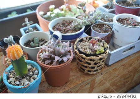 多肉植物 38344492