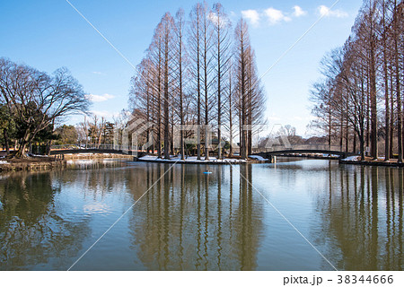 上尾丸山公園　冬景色　公園中心部の池 38344666