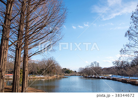 上尾丸山公園 冬景色 公園中心部の池 上尾丸山公園 冬景色 公園中心部の池 38344672