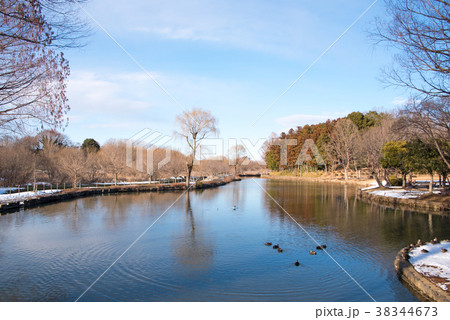 上尾丸山公園　冬景色　公園中心部の池 38344673