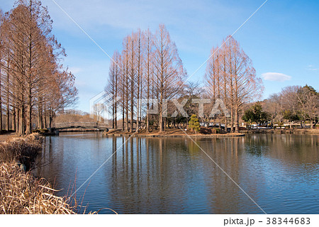 上尾丸山公園 冬景色 公園中心部の池 上尾丸山公園 冬景色 公園中心部の池 38344683