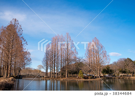 上尾丸山公園 冬景色 公園中心部の池 上尾丸山公園 冬景色 公園中心部の池 38344684