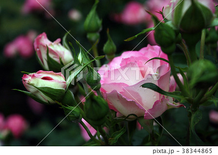 バラ　ストロベリーアイス 38344865