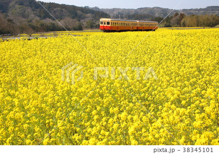 小湊鉄道と菜の花 38345101