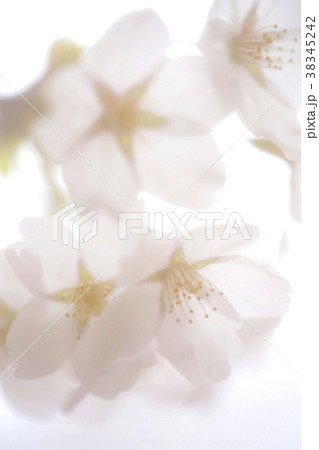 生物写真 植物 花 美しい サクラ やわらかな桜 38345242