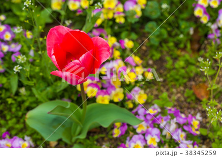 Red tulip in flower garden Red tulip in flower garden 38345259