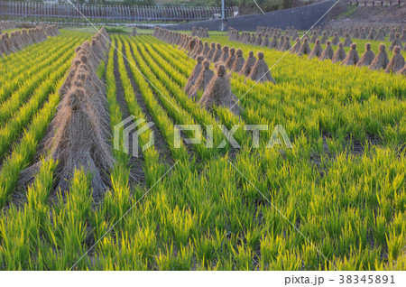 藁黒 藁黒 38345891