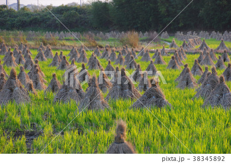 藁黒 藁黒 38345892