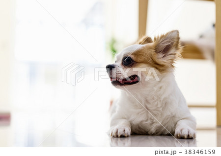Chihuahua dog lying down on the floor. 38346159