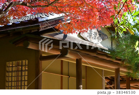 秋の白鳥庭園 38346530