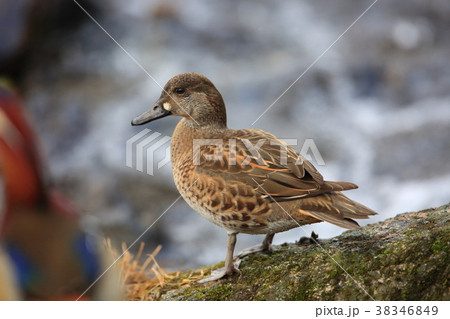 トモエガモ トモエガモ 38346849