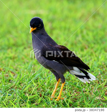 シンガポールのシンボル鳥　マイナ(Myna)　日本語オオハッカ 38347190