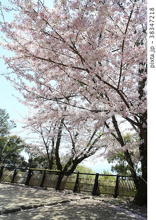 春の松山城古町口登城道 38347218