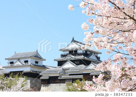 満開の桜と松山城の写真素材