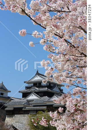 満開の桜と松山城 満開の桜と松山城 38347234