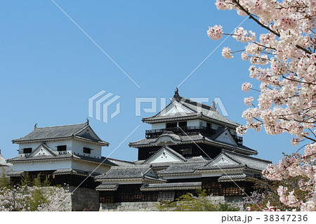 満開の桜と松山城 満開の桜と松山城 38347236